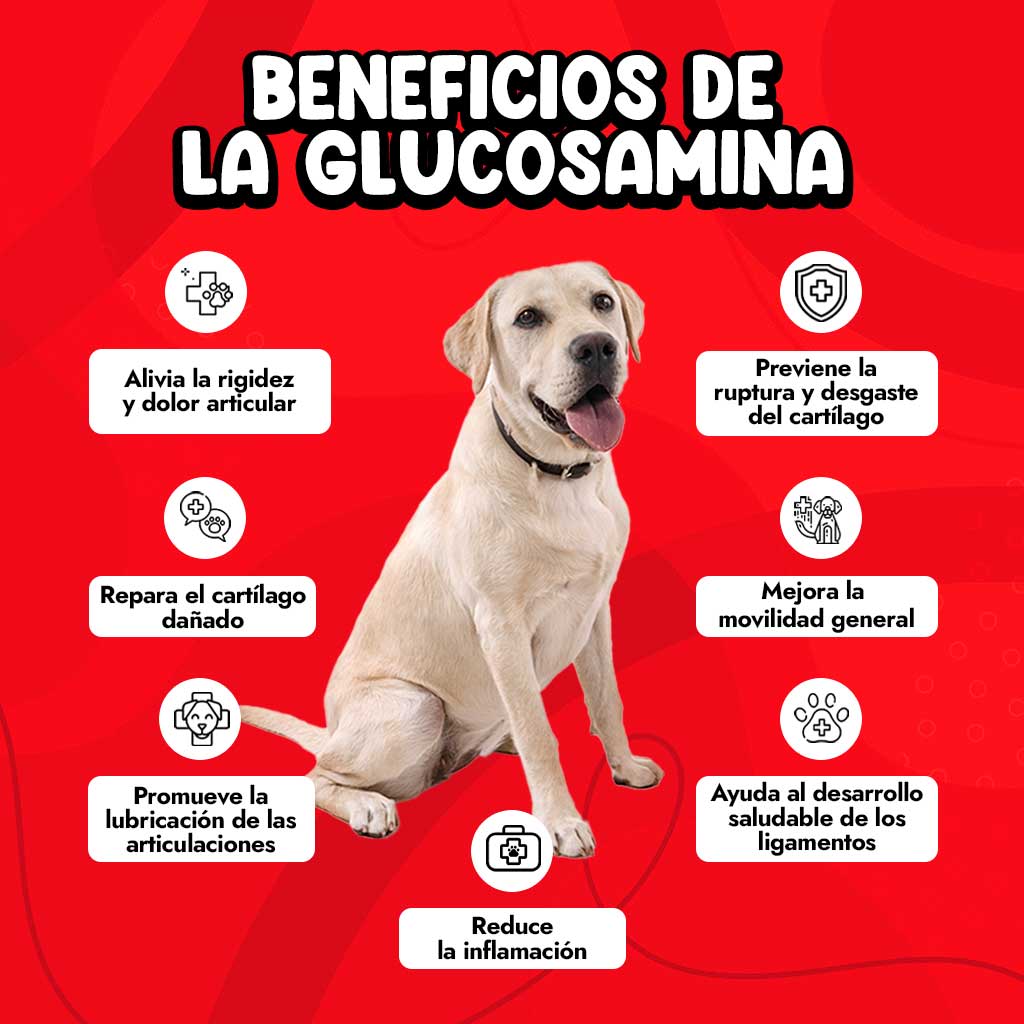 Beneficios de la glucosamina con condroitina para perros.