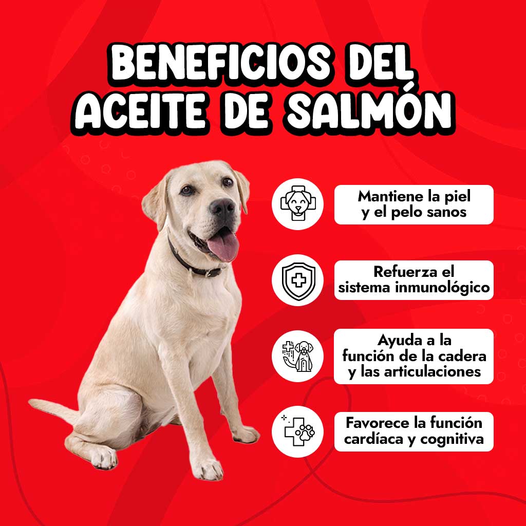 Beneficios del aceite de salmón para perros