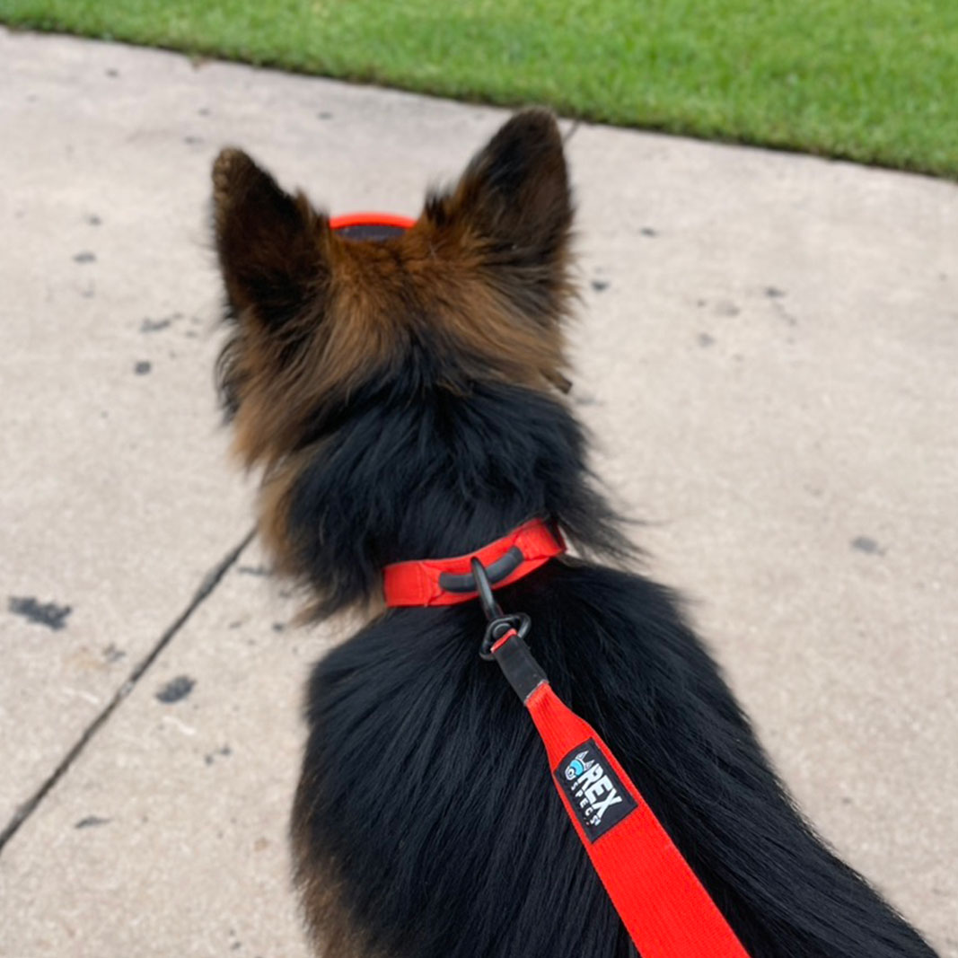 Correa_Rex_Specs_Naranja_Mediano_3