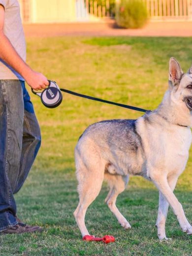 Una persona paseando un perro con una correa retráctil para perros KONG.