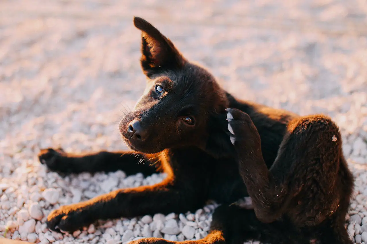 cómo se obtienen las pastillas antipulgas para perros