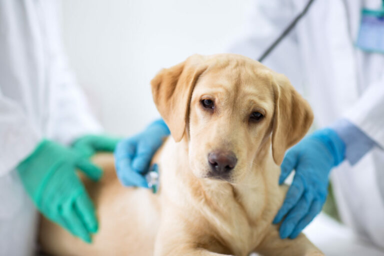 Perro en el veterinario 

