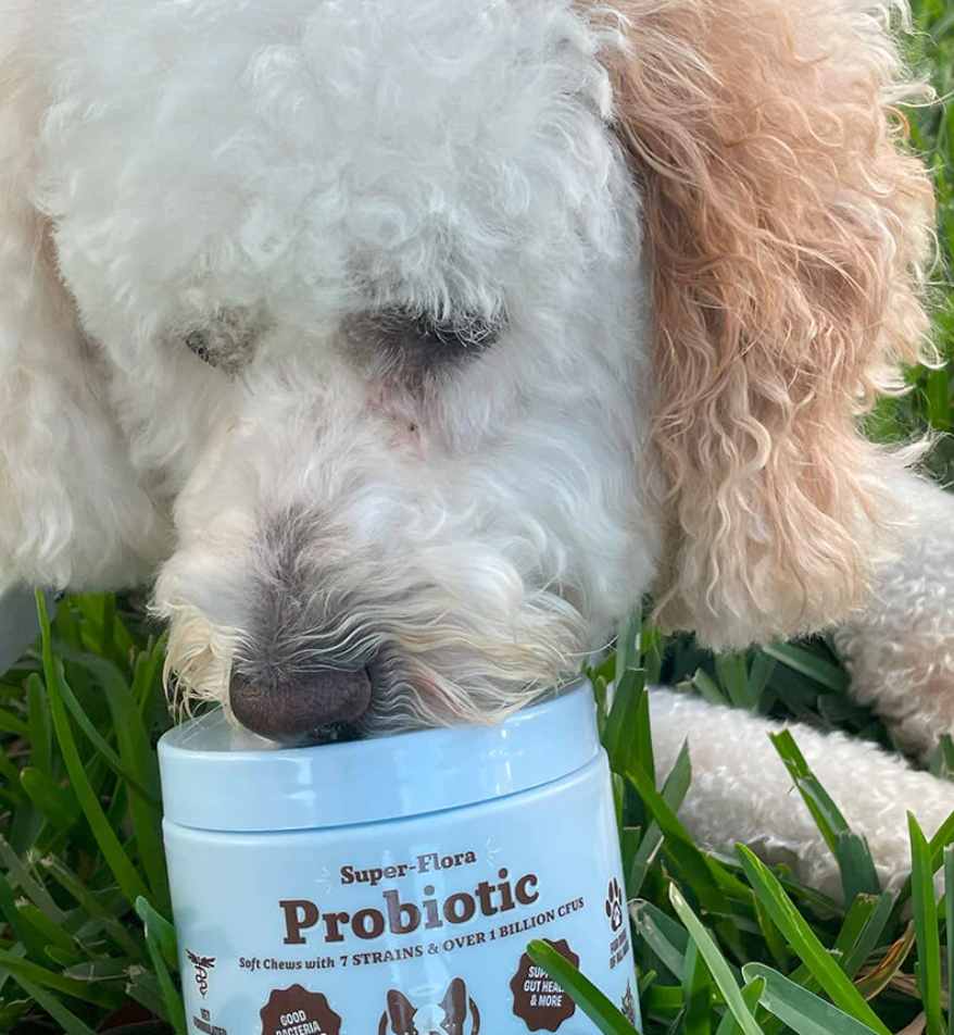 Probióticos para perro