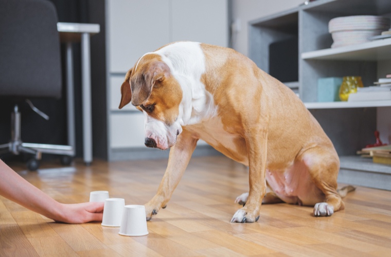 Juego para perros