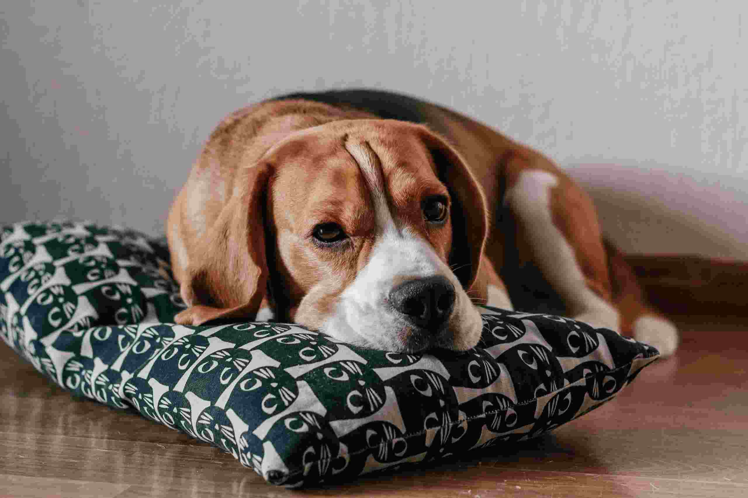 ¿Mi perro está aburrido?